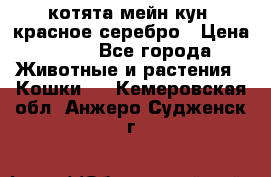 котята мейн кун, красное серебро › Цена ­ 30 - Все города Животные и растения » Кошки   . Кемеровская обл.,Анжеро-Судженск г.